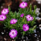 1Pcs A Set Antimima argentea Rooivlei Mini Plant ProQgf