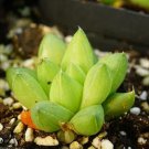 1Pcs A Set Haworthia cymbiformis var. reddii Mini Plant ProQgf
