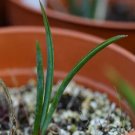 1Pcs A Set Yucca endlichiana La Florida Mini Plant ProQgf