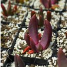 1Pcs A Set Glottiphyllum aff. suave Mini Plant ProQgf
