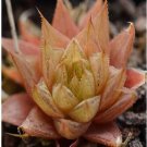 1Pcs A Set Haworthia cooperi var. isabellea Mini Plant ProQgf