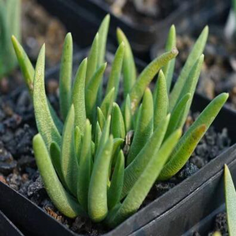 1Pcs A Set Marlothistella uniondalensis Mini Plant ProQgf