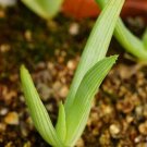 1Pcs A Set Aloe ibityensis Mini Plant ProQgf