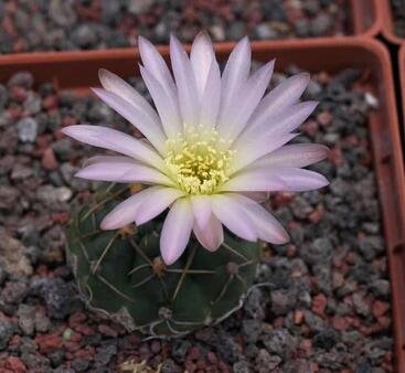 1Pcs A Set Gymnocalycium uruguayense Mini Plant ProQgf