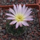 1Pcs A Set Gymnocalycium uruguayense Mini Plant ProQgf