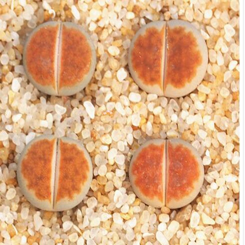 1Pcs A Set  Orange Ice lithop Mini Plant ProQgf