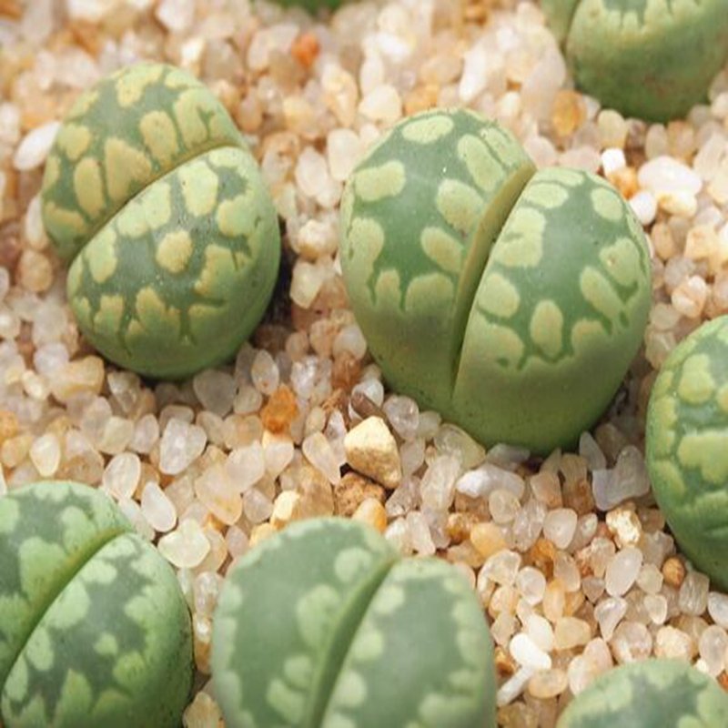 1Pcs A Set C128a  lithop Mini Plant ProQgf