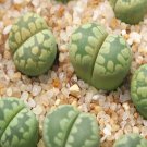 1Pcs A Set C128a  lithop Mini Plant ProQgf