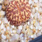 1Pcs A Set 1557.6  lithop Mini Plant ProQgf