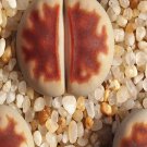 1Pcs A Set C329A  lithop Mini Plant ProQgf