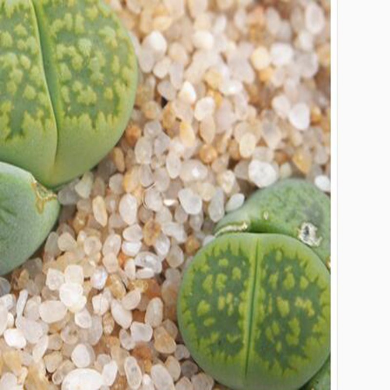 1Pcs A Set C56A  lithop Mini Plant ProQgf