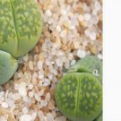 1Pcs A Set C56A  lithop Mini Plant ProQgf