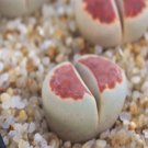 1Pcs A Set  lithop  Blood Red  Mini Plant ProQgf