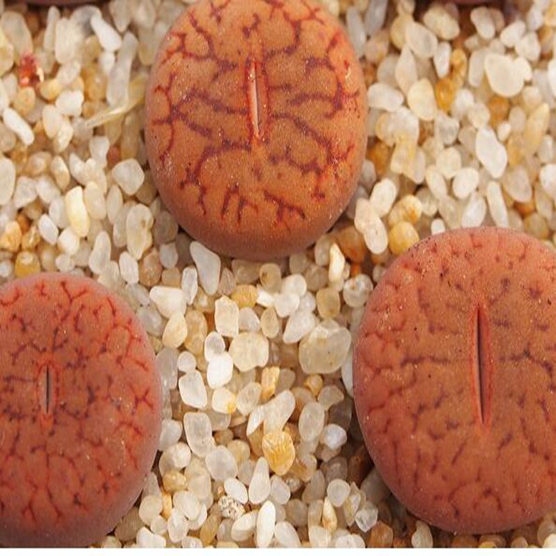 1Pcs A Set  lithop C16 Mini Plant ProQgf