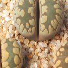 1Pcs A Set  lithop C350 Mini Plant ProQgf