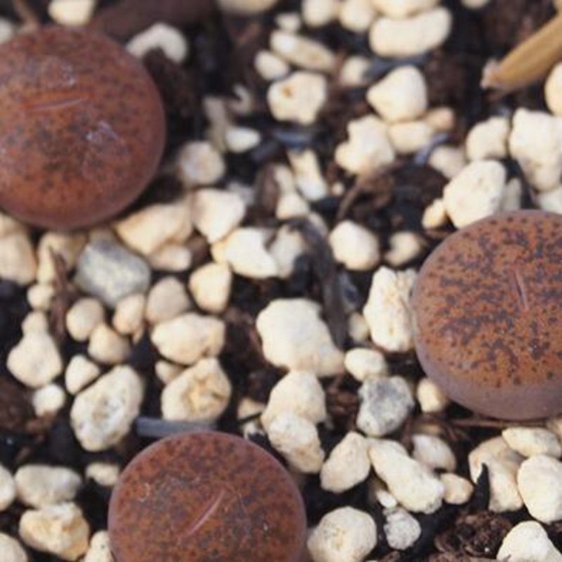 1Pcs A Set  lithop  C204 rubrobrunnea Mini Plant ProQgf