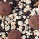 1Pcs A Set  lithop  C204 rubrobrunnea Mini Plant ProQgf