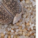 1Pcs A Set  lithop  lesliei ssp.burchellii rubrobrunnea Mini Plant ProQgf