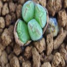 1Pcs A Set  conophytum daniellii Platbakkies Mini Plant ProQgf