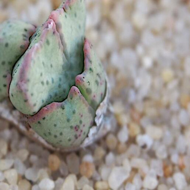 1Pcs A Set conophytum M154 Mini Plant ProQgf