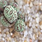 1Pcs A Set conophytum M335 Mini Plant ProQgf