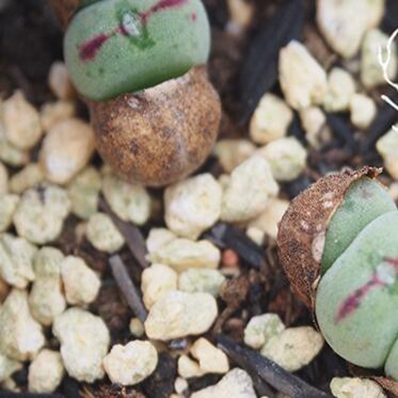 1Pcs A Set conophytum luiseae Mini Plant ProQgf
