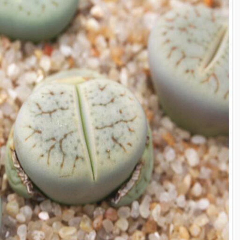 1Pcs A Set lithop C306 Mini Plant ProQgf