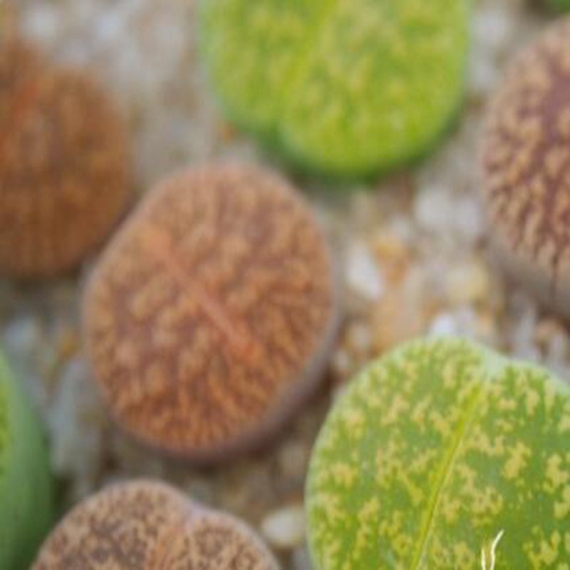 1Pcs A Set lithop C14A Mini Plant ProQgf