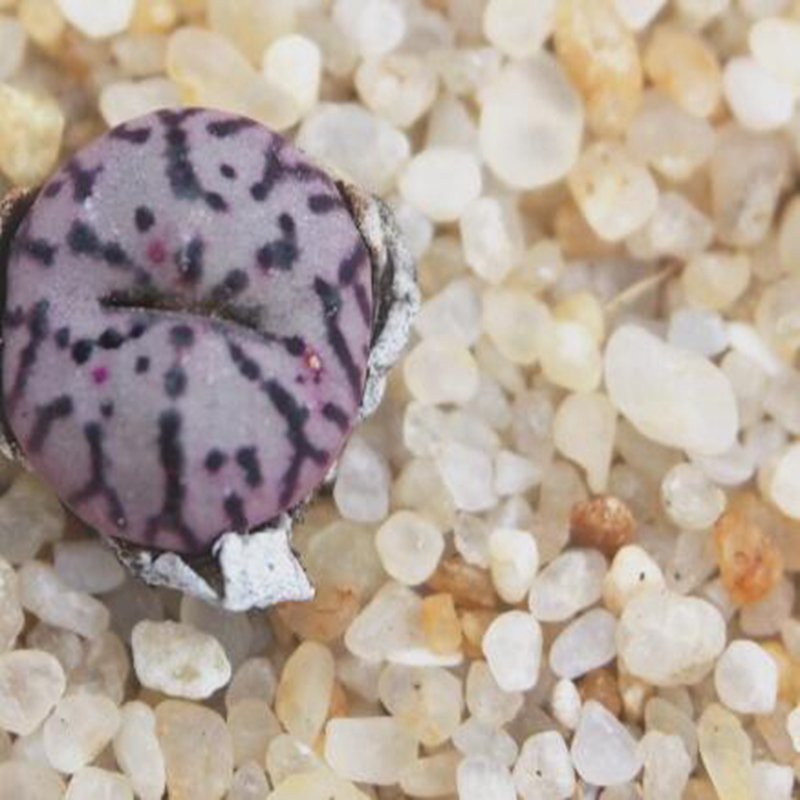 1Pcs A Set conophytum anzhen Mini Plant ProQgf