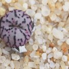 1Pcs A Set conophytum anzhen Mini Plant ProQgf