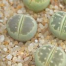 1Pcs A Set lithop c55 Mini Plant ProQgf
