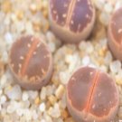 1Pcs A Set lithop C109  Mini Plant ProQgf