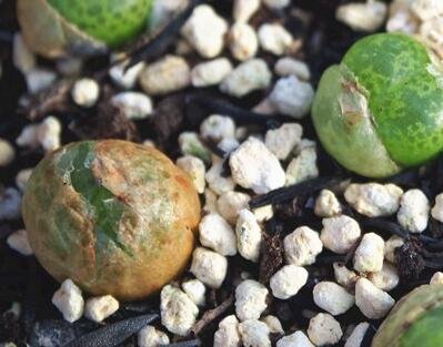 1Pcs A Set conophytum rouzhui Mini Plant ProQgf