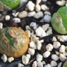 1Pcs A Set conophytum rouzhui Mini Plant ProQgf