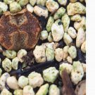 1Pcs A Set  conophytum  pellucidum  Mini Plant ProQgf
