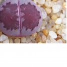 1Pcs A Set  lithop  Salicola Bacchus Mini Plant ProQgf