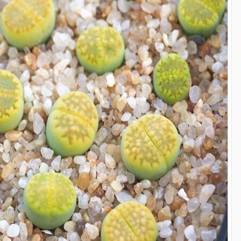 1Pcs A Set  lithop C111A Mini Plant ProQgf