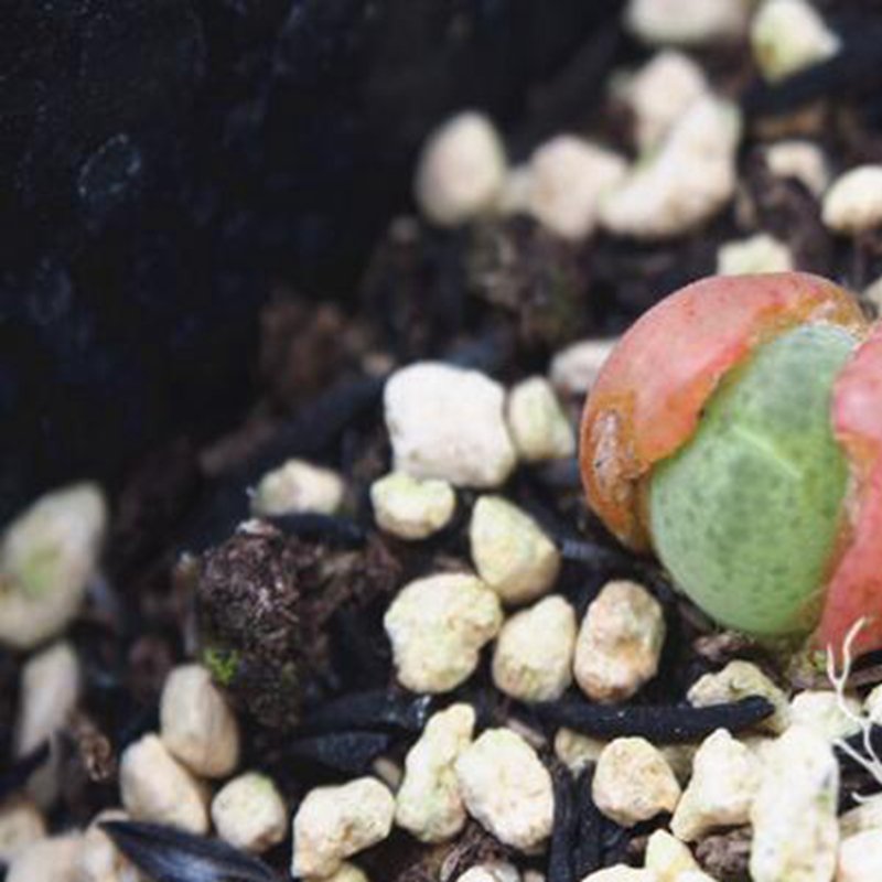 1Pcs A Set  Pillansii Mini Plant ProQgf