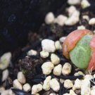 1Pcs A Set  Pillansii Mini Plant ProQgf