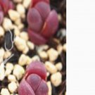 1Pcs A Set  lithop C81A Mini Plant ProQgf