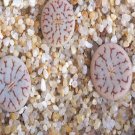 1Pcs A Set  lithop c264 Mini Plant ProQgf