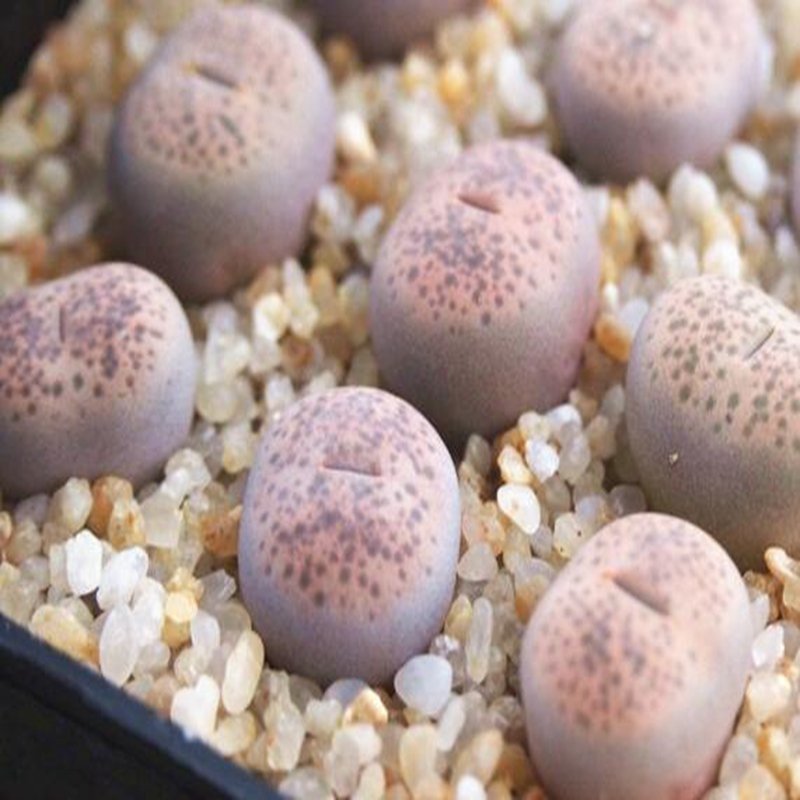 1Pcs A Set  lithop Terricolor  Mini Plant ProQgf