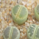 1Pcs A Set  lithop c55 Mini Plant ProQgf