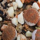 1Pcs A Set  lithop  C48 Mini Plant ProQgf