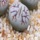 1Pcs A Set  lithop C188 Mini Plant ProQgf