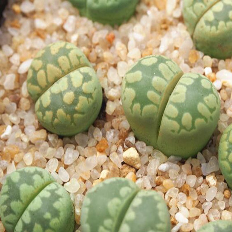 1Pcs A Set  lithop C128a Mini Plant ProQgf