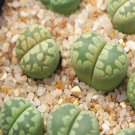 1Pcs A Set  lithop C128a Mini Plant ProQgf
