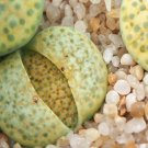 1Pcs A Set  lithop C363 Mini Plant ProQgf