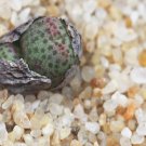 1Pcs A Set  conophytum 1425.962 Mini Plant ProQgf