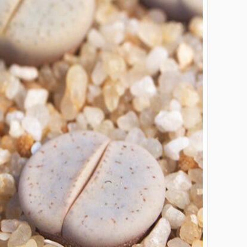 1Pcs A Set  lithop C244  Mini Plant ProQgf